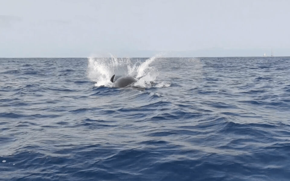 galeria-ballenas-piloto-026