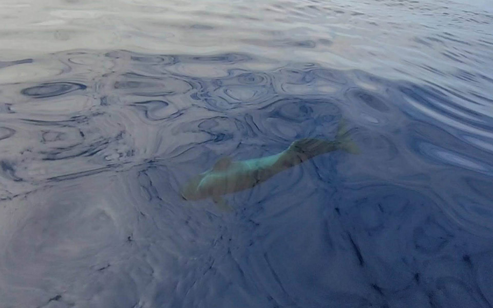 galeria-ballenas-piloto-036