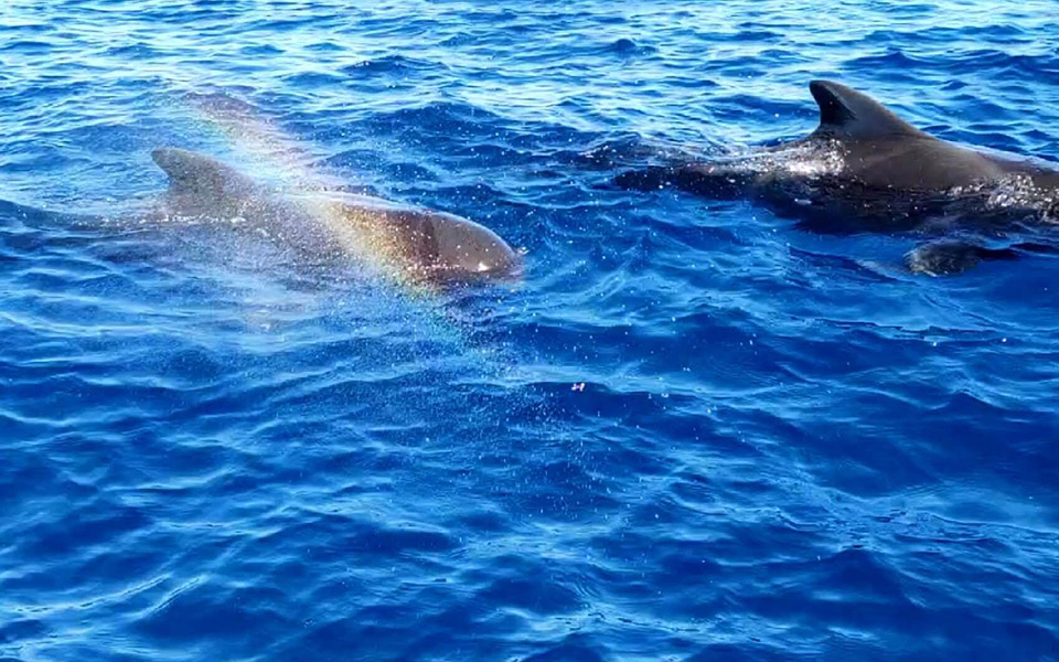 galeria-ballenas-piloto-046