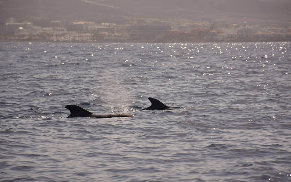 galeria-ballenas-piloto-052