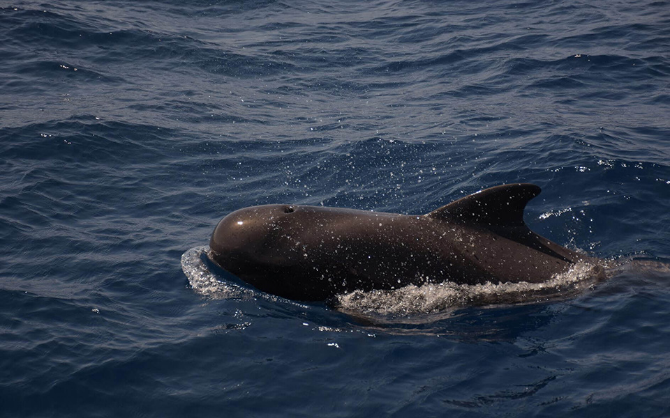 galeria-ballenas-piloto-057