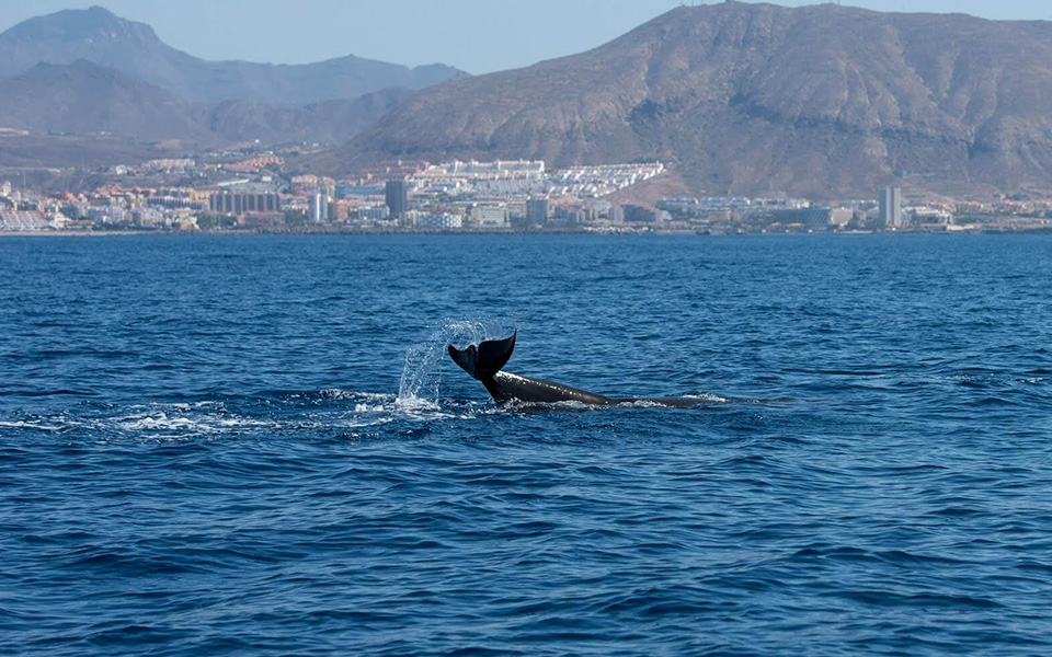 galeria-ballenas-piloto-060