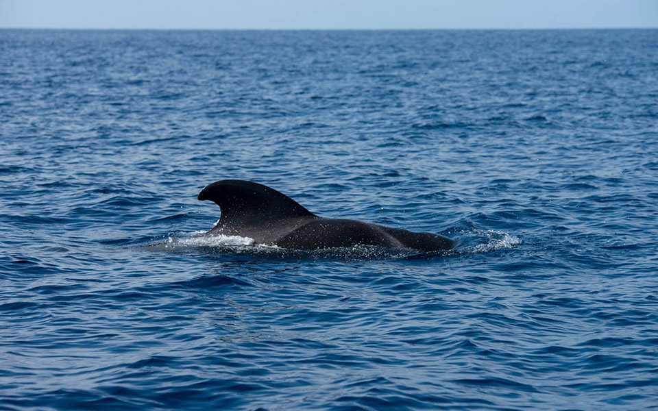 galeria-ballenas-piloto-065