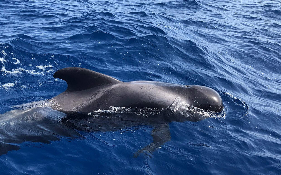 galeria-ballenas-piloto-068