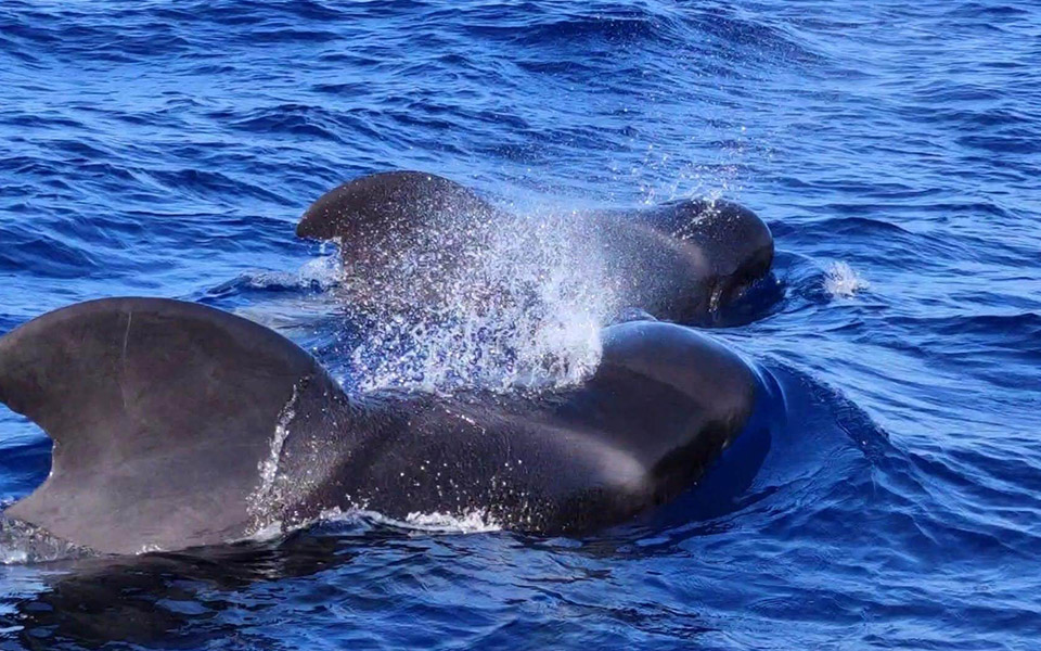 galeria-ballenas-piloto-070