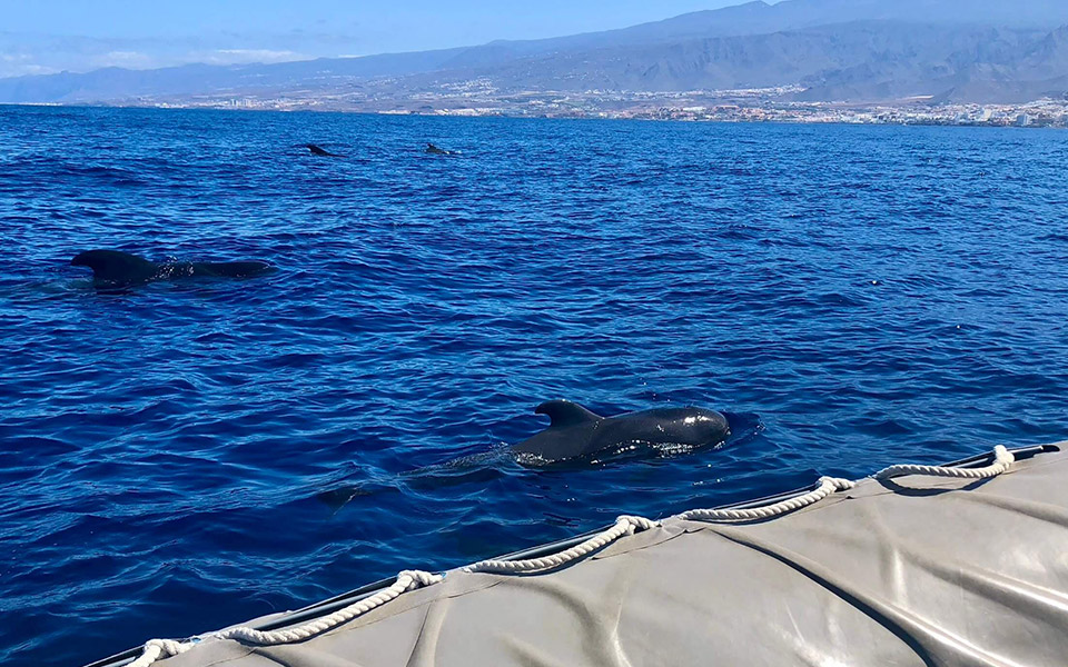 galeria-ballenas-piloto-072