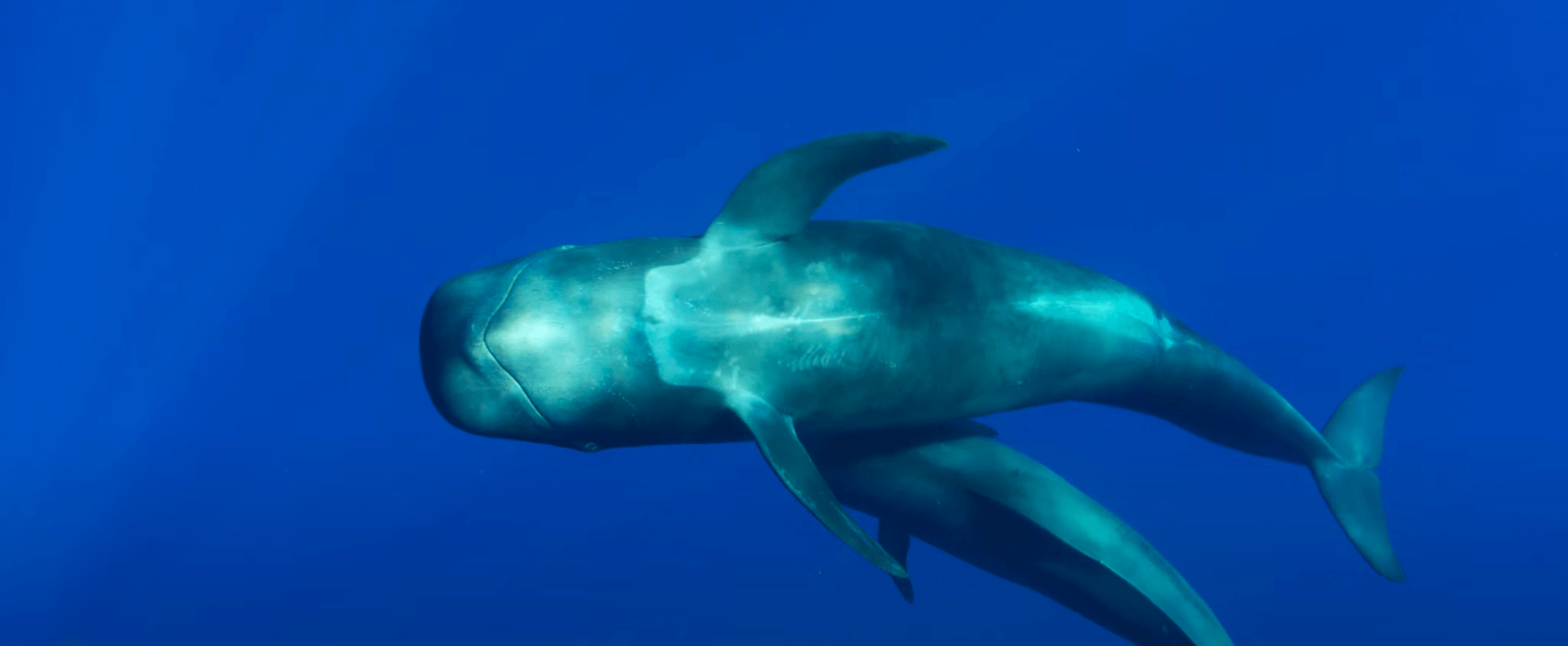 galeria-ballenas-piloto-rafa-herrero-01