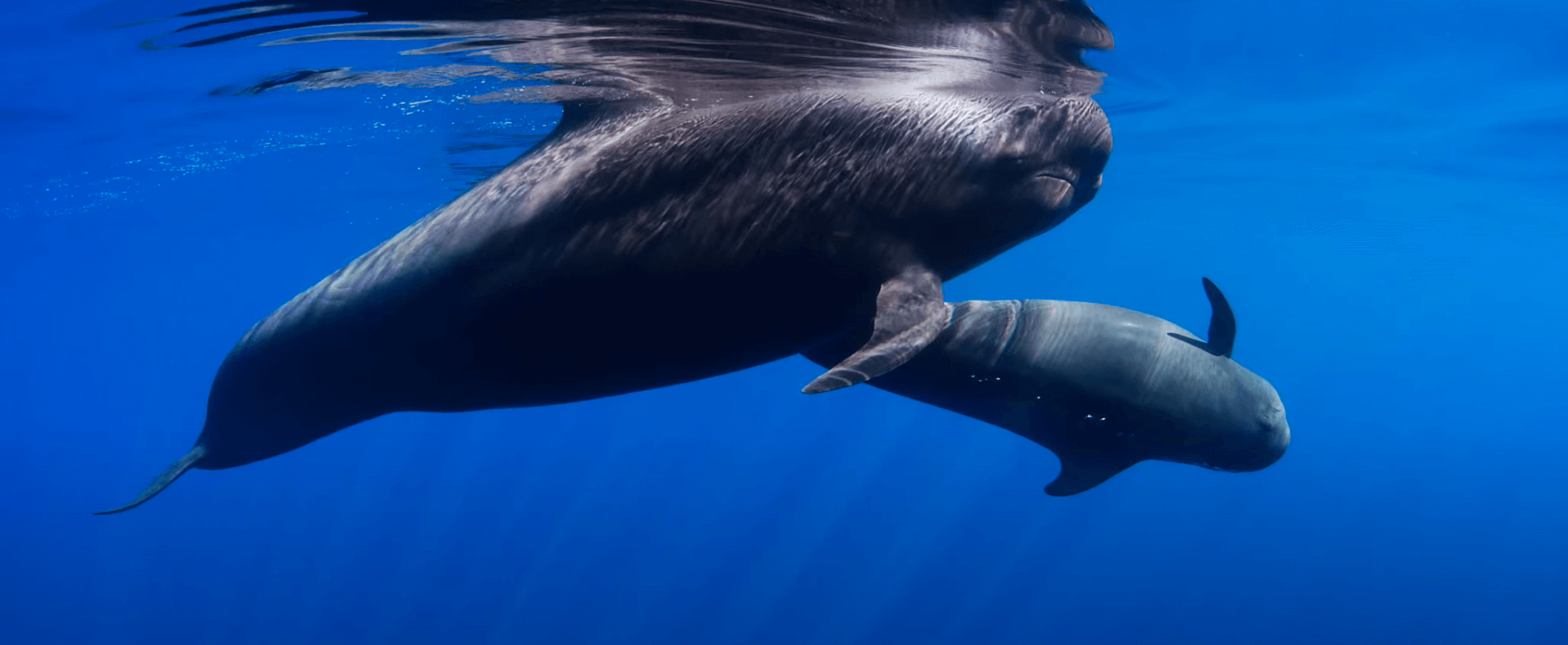 galeria-ballenas-piloto-rafa-herrero-03