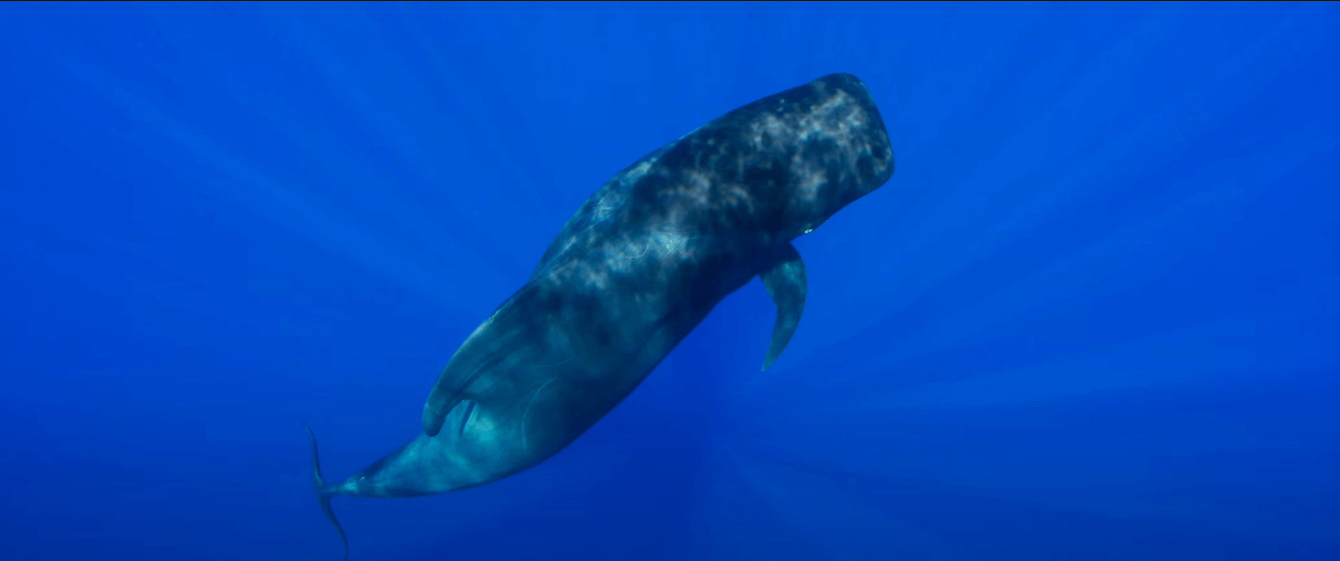 galeria-ballenas-piloto-rafa-herrero-04