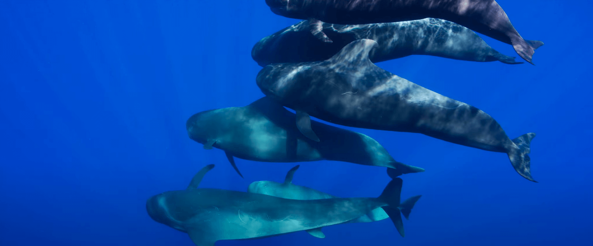 galeria-ballenas-piloto-rafa-herrero-07