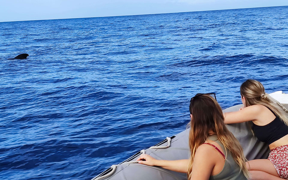 galeria-pilotwhales-tenerife-salida-020