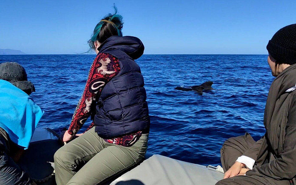 galeria-pilotwhales-tenerife-salida-021